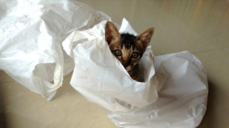 bali-nomad-life-20140704-cat-playing-with-plastic-bag-4-785x441