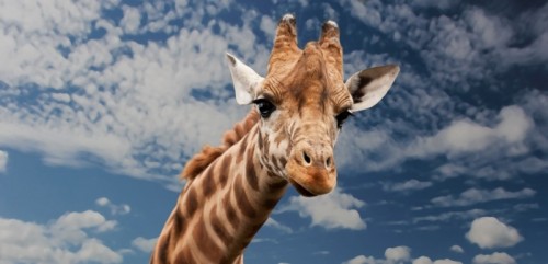 giraffe-animal-funny-facial-expression-mimic-neck