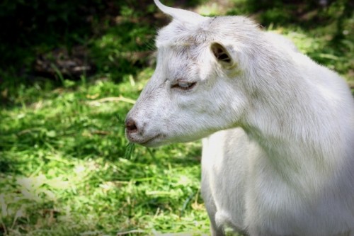 goat-livestock-pet-billy-goat-prima-donna