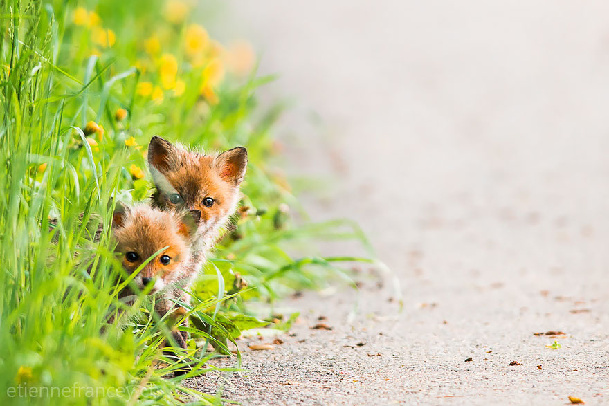 cute-baby-foxes-22-574436ab65414__880