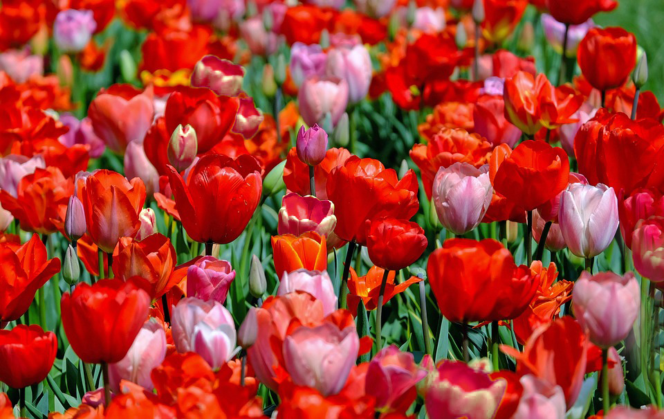 tulips-1321025_960_720