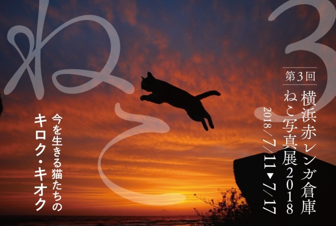 史上最大規模！「猫写真展」が横浜赤レンガ倉庫で開催！