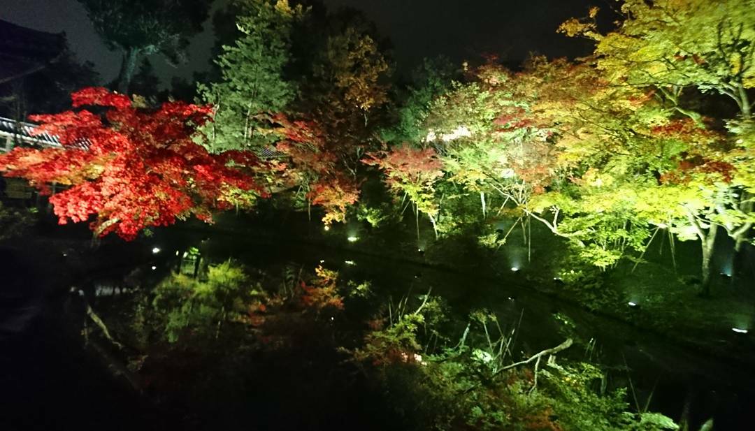 【2018京都紅葉ライトアップ】池に映り込む紅葉が絶景ポイント♡高台寺の見どころ